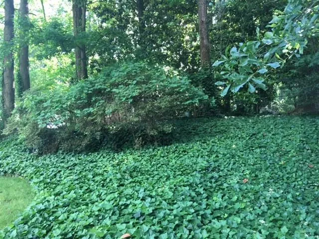 341 Pine Forest Road, Sandy Springs, Georgia 30342, 3 Bedrooms Bedrooms, ,2 BathroomsBathrooms,Residential,Sold,341 Pine Forest Road,5692715