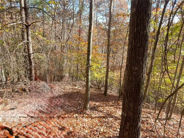 View of tree filled area