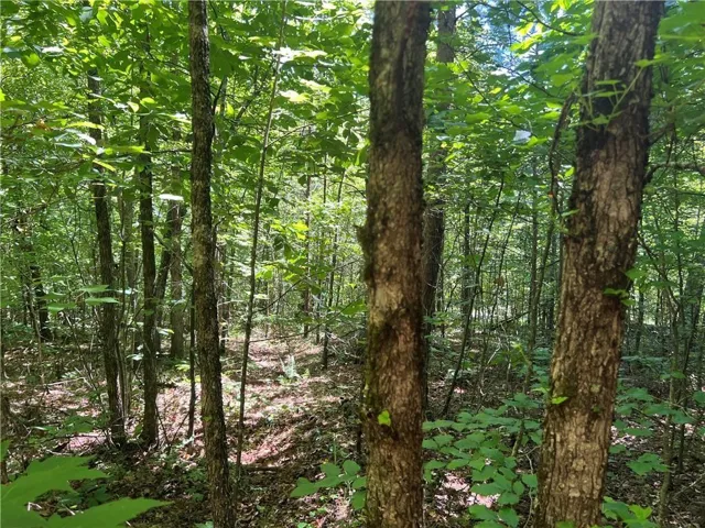 View of wooded area