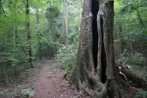 1170