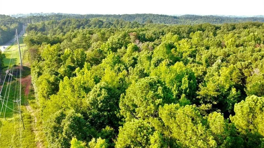 Expansive treed landscape with a roadside boundary
