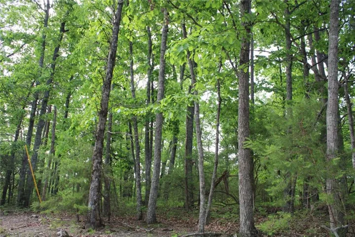 View of local wilderness with a forest view