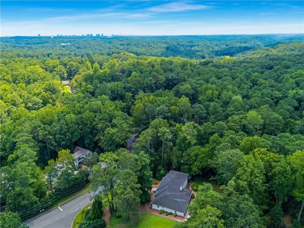 Bird's eye view of a forest