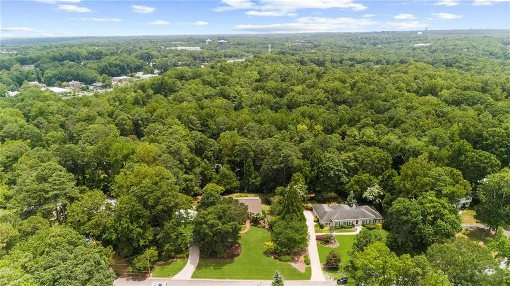Bird's eye view of a forest