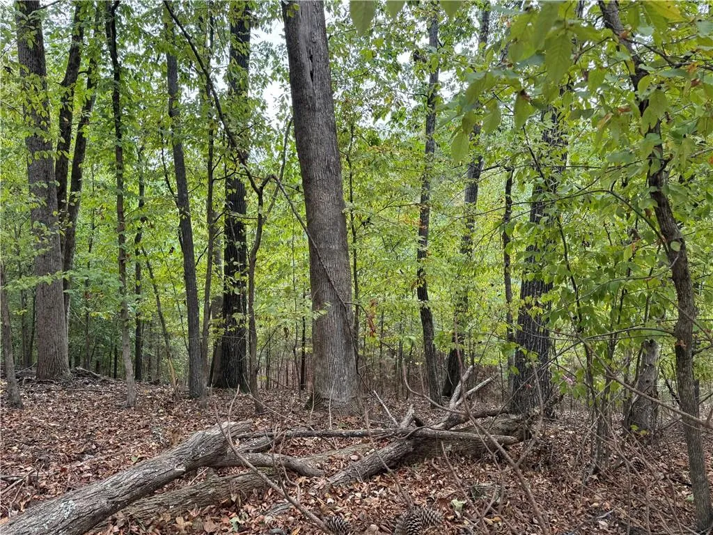 View of woods