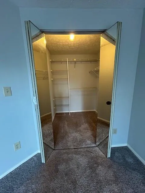 Spacious closet featuring carpet flooring
