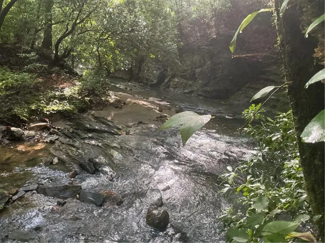 Beautiful Clean Palmer Creek at back of Property.
