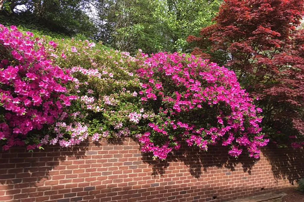 284 Forest Valley Court, Atlanta, Georgia 30342, 5 Bedrooms Bedrooms, ,5 BathroomsBathrooms,Residential,Sold,284 Forest Valley Court,6726834