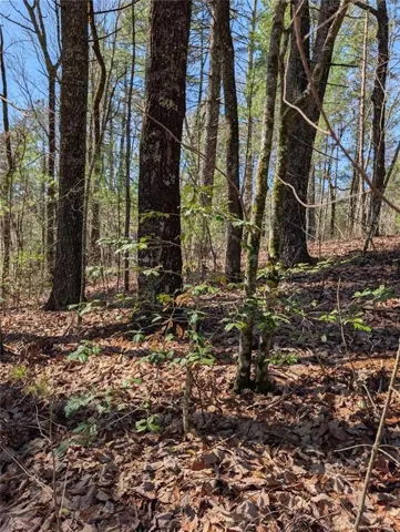 View of local wilderness