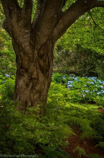 4740 Cherrywood Lane, Atlanta, Georgia 30342, 4 Bedrooms Bedrooms, ,3 BathroomsBathrooms,Residential,Sold,4740 Cherrywood Lane,6534182