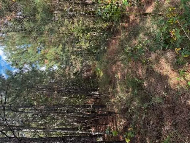 230 Dodgen Road, Hampton, Georgia 30228