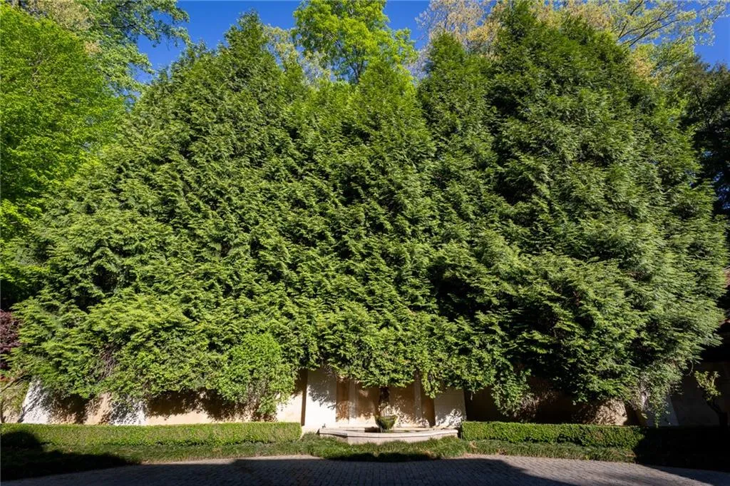 Lush greenery with fountain