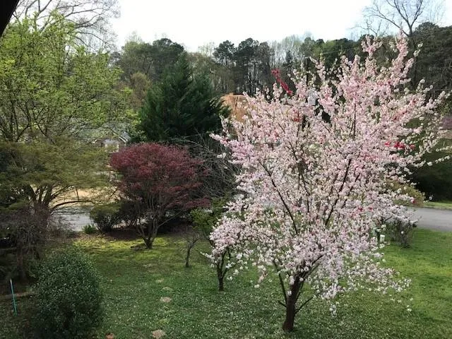 240 Danbury Lane Nw, Atlanta, Georgia 30327, 7 Bedrooms Bedrooms, ,5 BathroomsBathrooms,Residential,Sold,240 Danbury Lane Nw,6664970