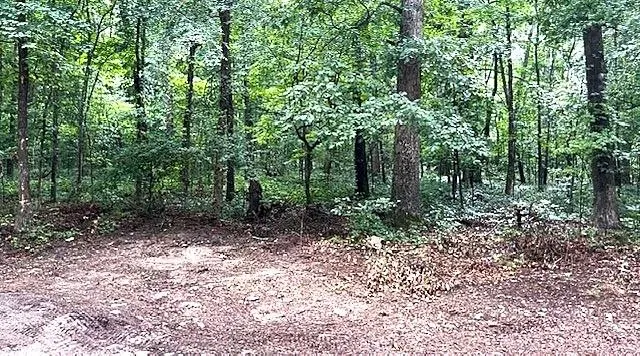 Wooded lot featuring mature trees and natural ground cover