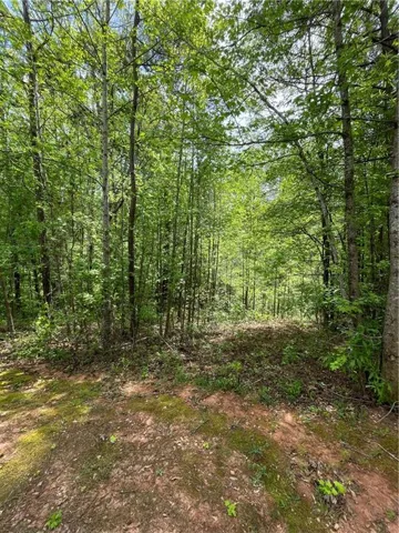 Wooded lot featuring mature trees and natural ground cover