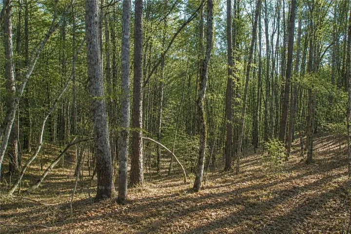 Wooded property featuring mature trees, natural foliage, dappled sunlight, and a ground cover of fallen leaves