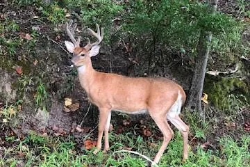 Friendly visitor
