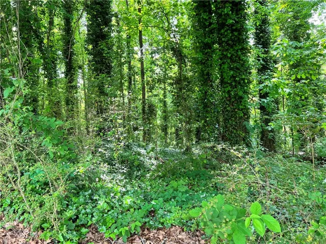 View of tree filled area