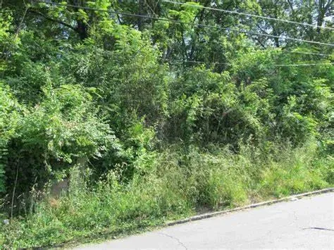 View of local wilderness