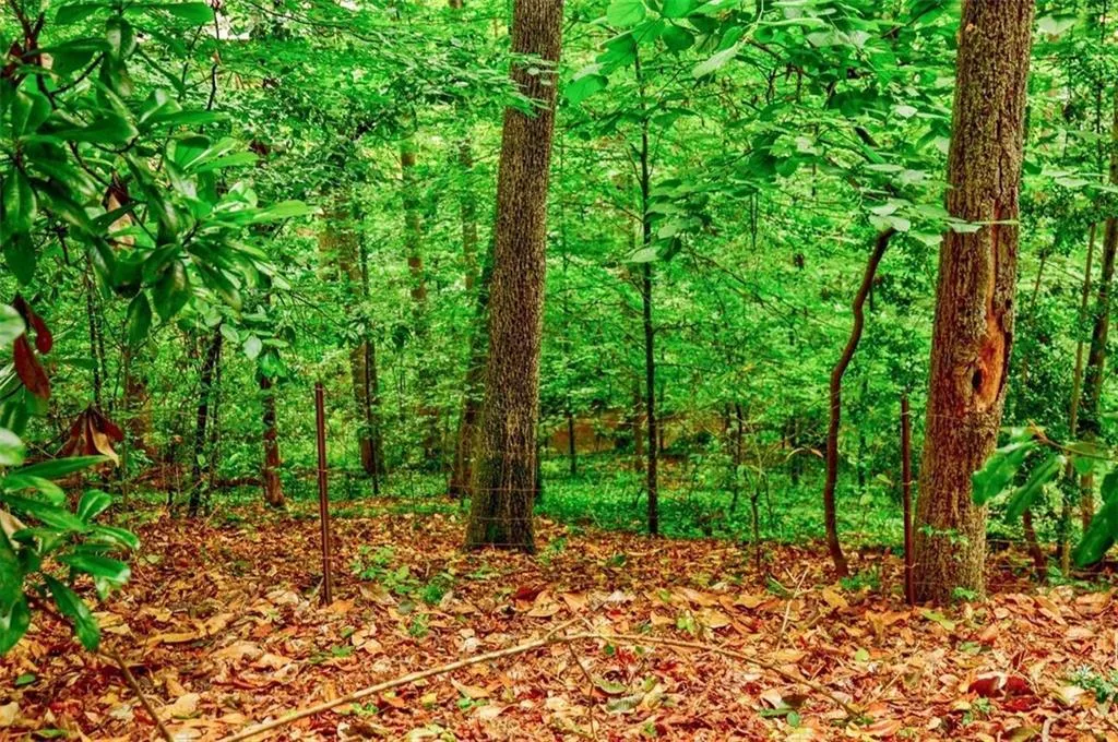 woods