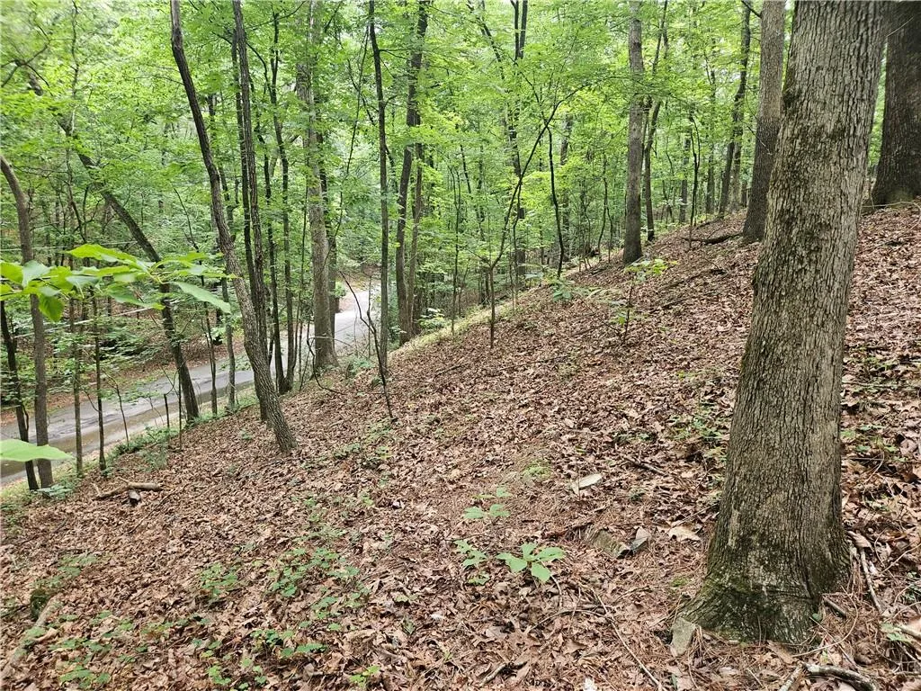View of tree filled area