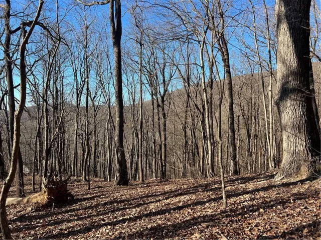 Wooded property featuring mature deciduous trees and a natural ground cover of fallen leaves