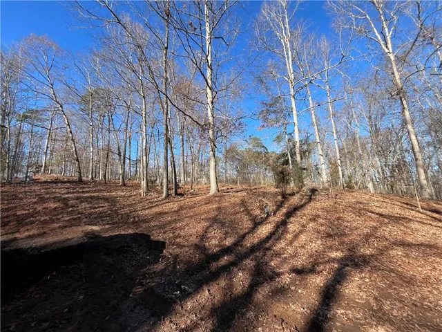 View of tree filled area