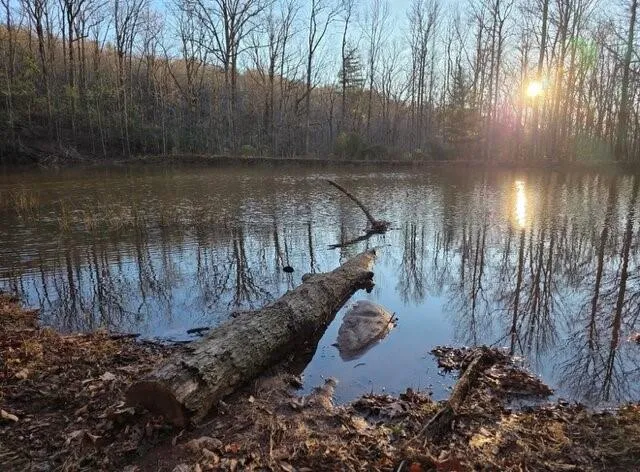 Dock with a water view and a forest view