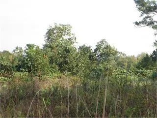 View of wooded area