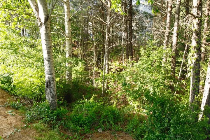 Wooded landscape with mature trees and dense undergrowth