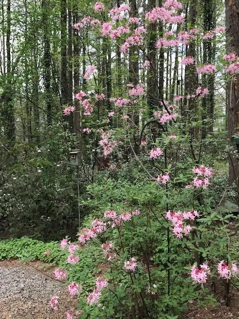7270 Twin Branch Road, Sandy Springs, Georgia 30328, 4 Bedrooms Bedrooms, ,3 BathroomsBathrooms,Residential,Sold,7270 Twin Branch Road,6777541