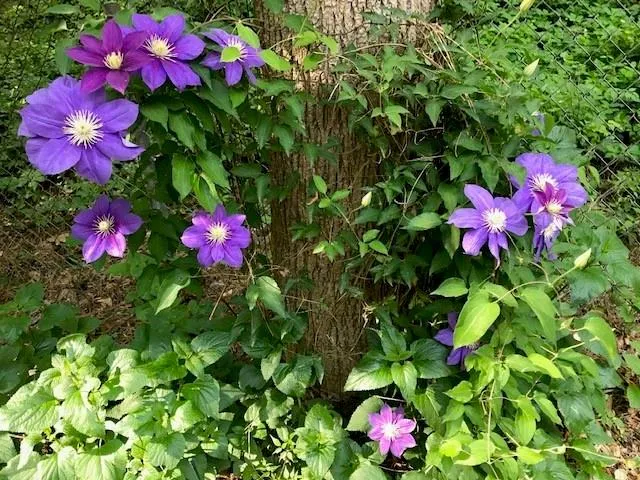 7270 Twin Branch Road, Sandy Springs, Georgia 30328, 4 Bedrooms Bedrooms, ,3 BathroomsBathrooms,Residential,Sold,7270 Twin Branch Road,6777541