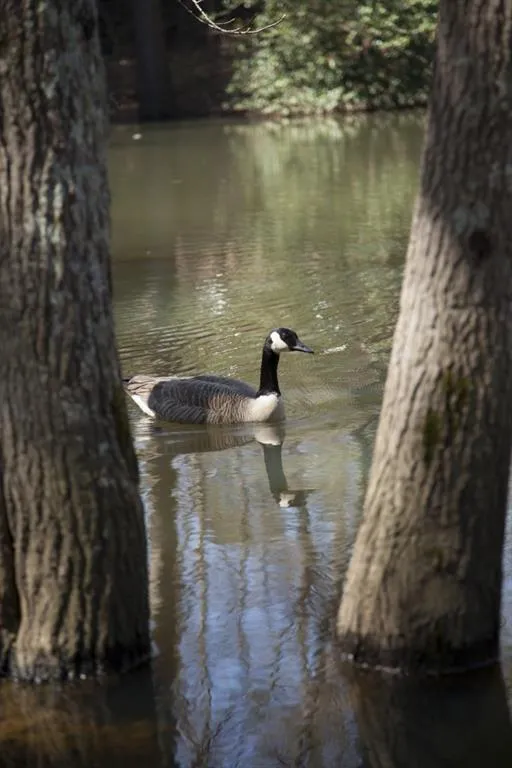 192 Pine Lake Drive, Sandy Springs, Georgia 30327, 5 Bedrooms Bedrooms, ,5 BathroomsBathrooms,Residential,Sold,192 Pine Lake Drive,5582987