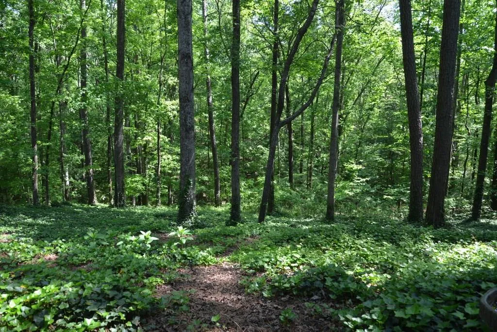 8155 Innsbruck Drive, Sandy Springs, Georgia 30350, 3 Bedrooms Bedrooms, ,3 BathroomsBathrooms,Residential,Sold,8155 Innsbruck Drive,5828530