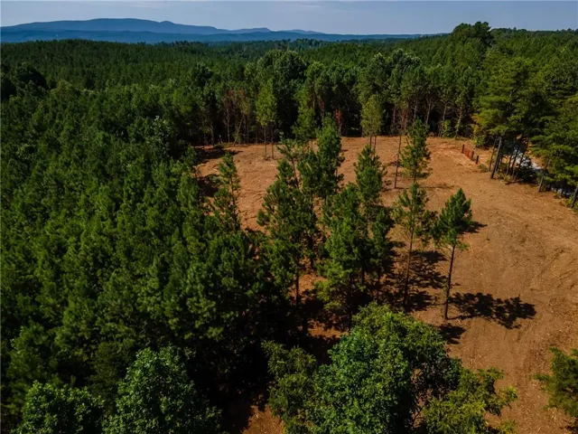 Drone / aerial view of a forest