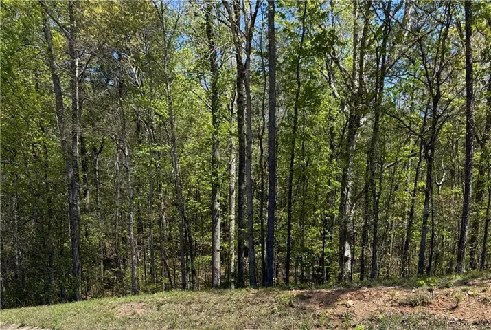 View of tree filled area