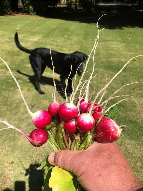 8181 Nesbit Ferry Road, Sandy Springs, Georgia 30350, 5 Bedrooms Bedrooms, ,5 BathroomsBathrooms,Residential,Sold,8181 Nesbit Ferry Road,7163831