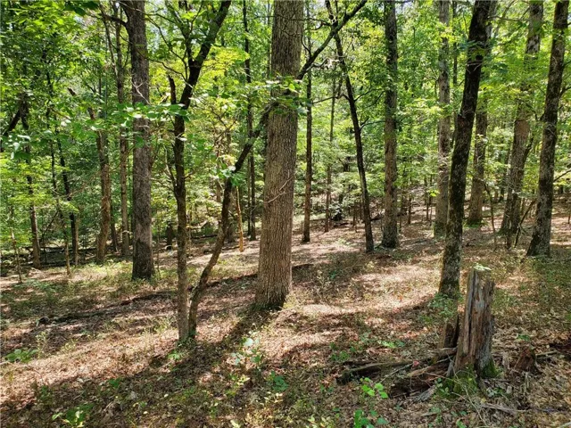 View of tree filled area