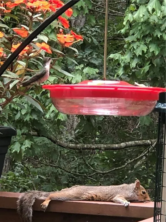 Summer View from Breakfast Area