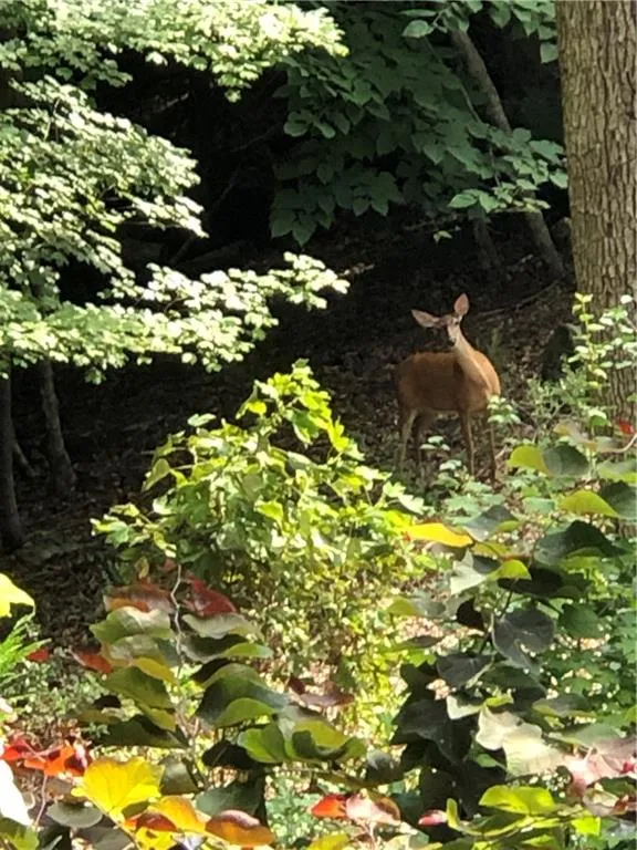 Summer View Backyard