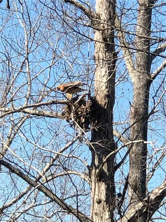 One of the neighborhood Hawks