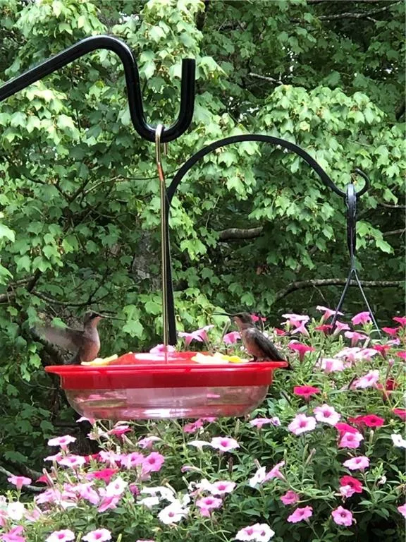 Summer View from Breakfast Area