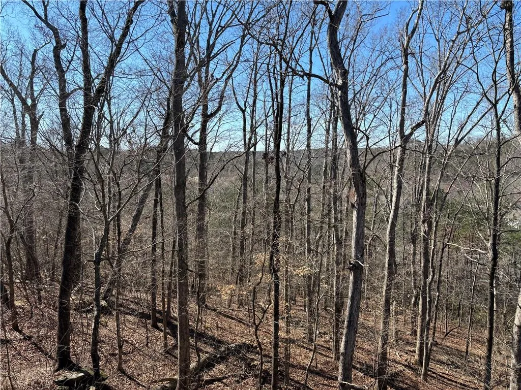 Backyard Winter View.