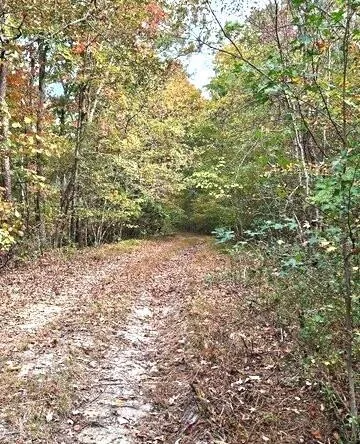 View of tree filled area