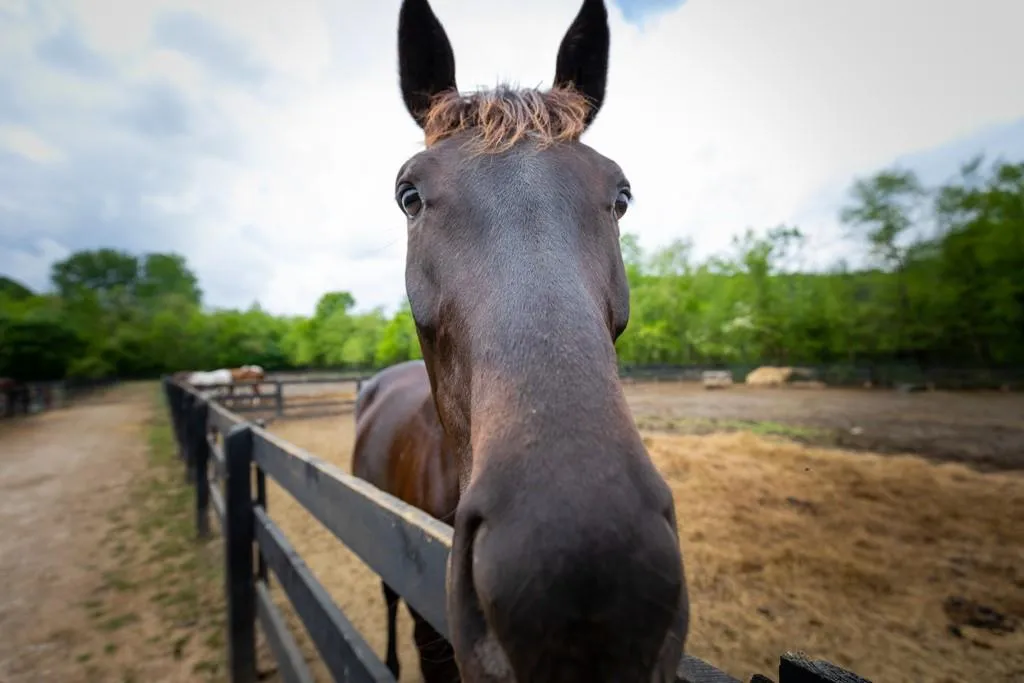 8930 Wedgeway, Sandy Springs, Georgia 30350, 4 Bedrooms Bedrooms, ,4 BathroomsBathrooms,Residential,Sold,8930 Wedgeway,6614268