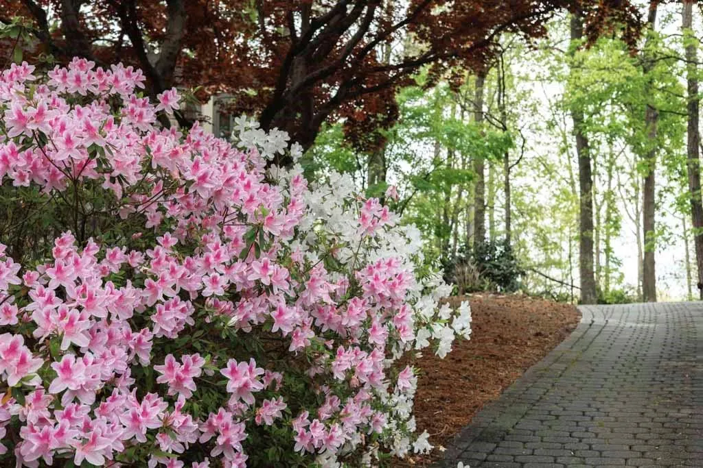 1060 Mountain Creek Trail, Sandy Springs, Georgia 30328, 4 Bedrooms Bedrooms, ,3 BathroomsBathrooms,Residential,Sold,1060 Mountain Creek Trail,7200622