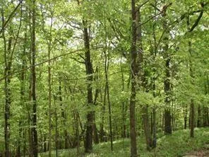 141 Fort Wayne Court, Waleska, Georgia 30183