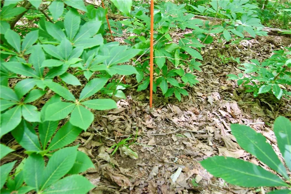 6380 River Chase Circle NW, Sandy Springs, Georgia 30328, ,Land,For Sale,6380 River Chase Circle NW,7206674 6380 River Chase Circle NW, Sandy Springs, Georgia 30328, ,Land,For Sale,6380 River Chase Circle NW,7206674