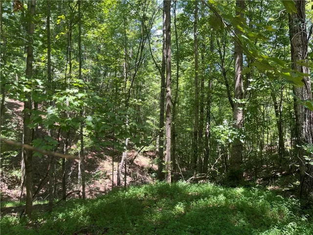 Wooded property with mature trees and varied foliage