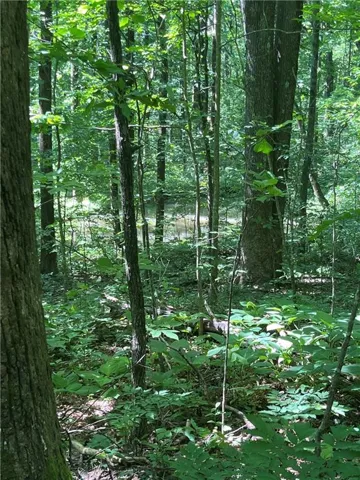 Wooded lot with abundant mature trees and varied undergrowth